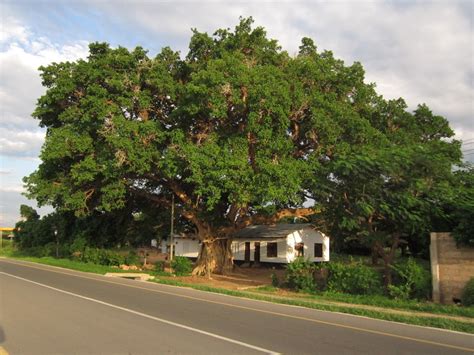 mkuyu tree